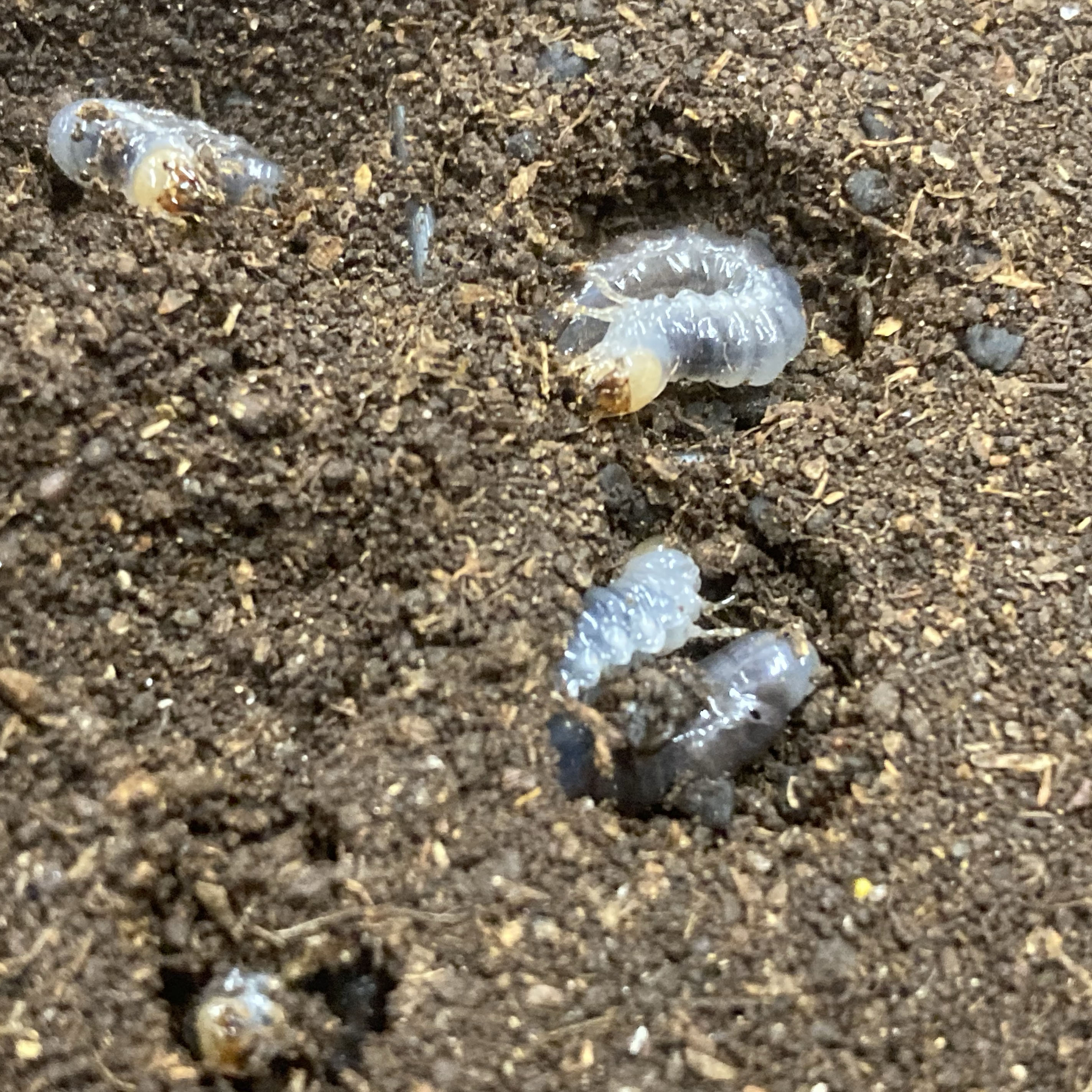 ヤエヤママルバネ　幼虫