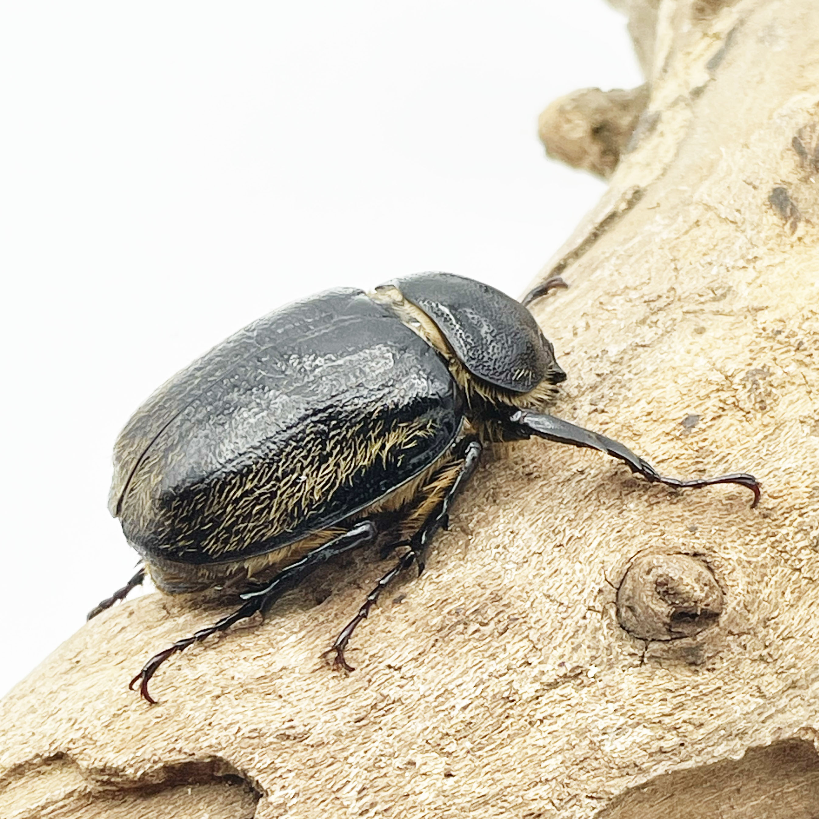 テルシテスヒメゾウカブト　♀フリーサイズ単品