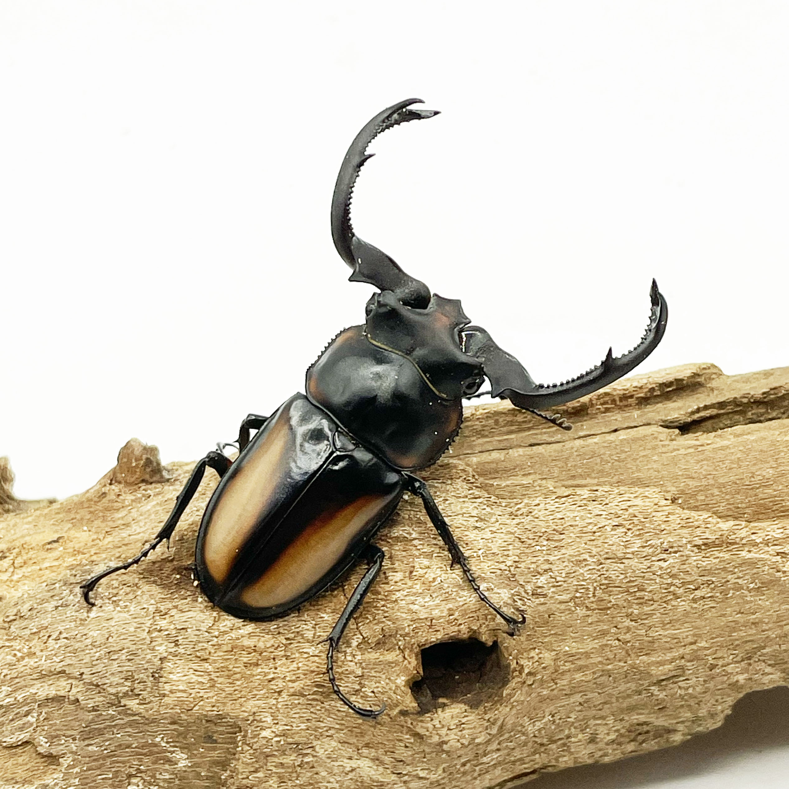 クワガタ成虫 | Insect Mangrove - インセクトマングローブ
