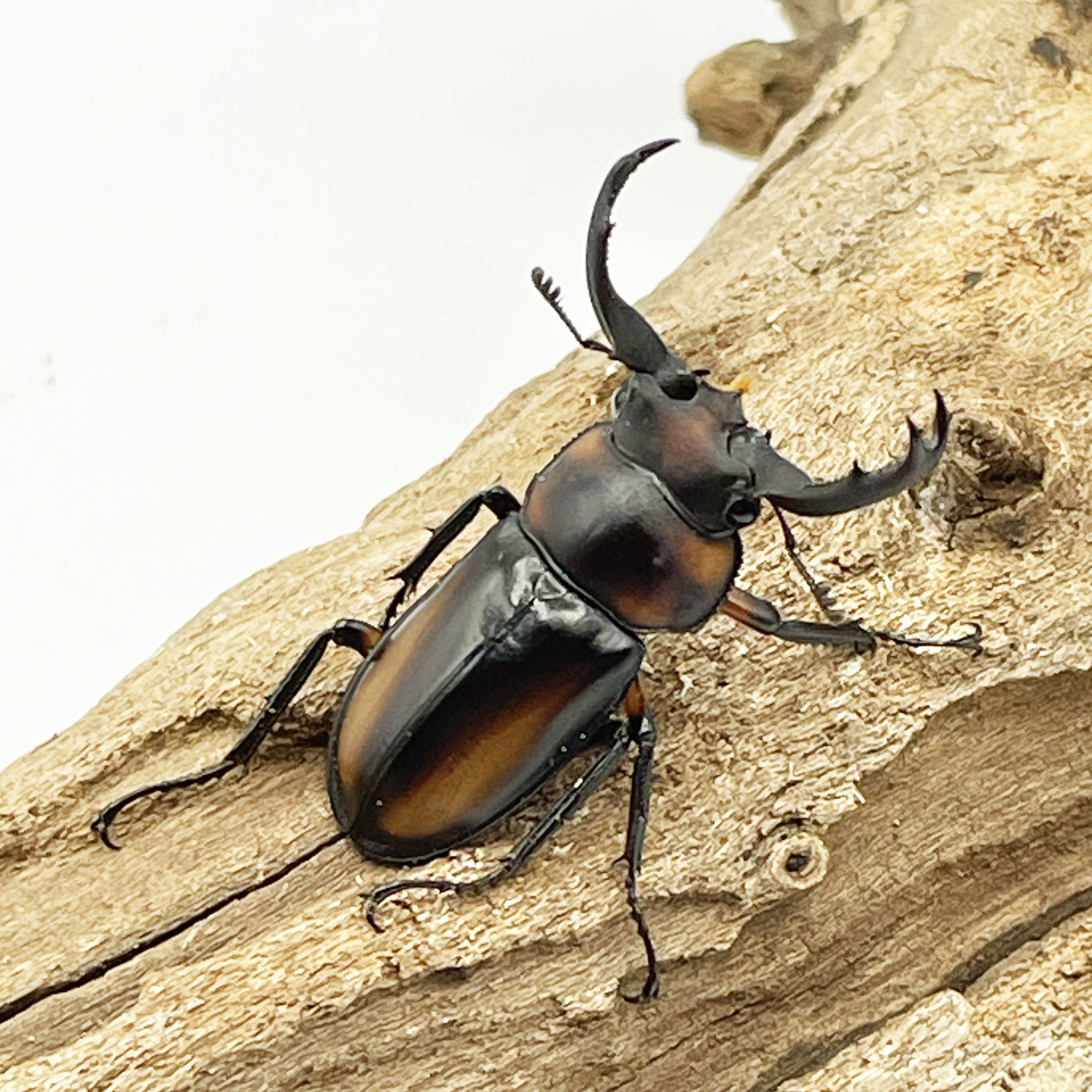 外国産クワガタ | Insect Mangrove - インセクトマングローブ