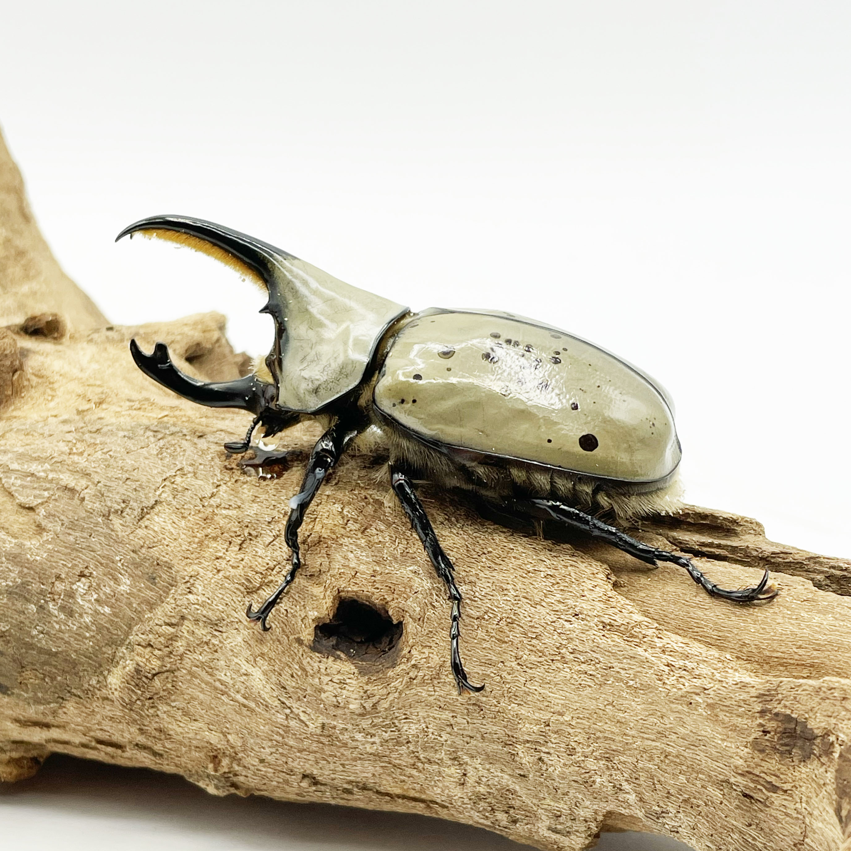 外国産カブトムシ | Insect Mangrove - インセクトマングローブ 外国産カブトムシ | Insect Mangrove - インセクトマングローブ