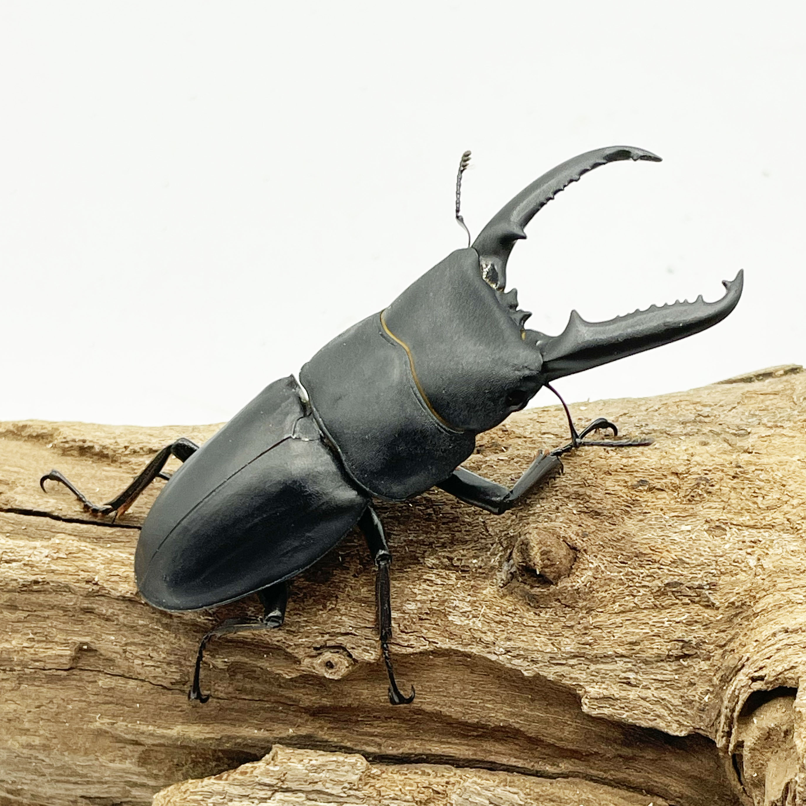 離島種 | Insect Mangrove - インセクトマングローブ