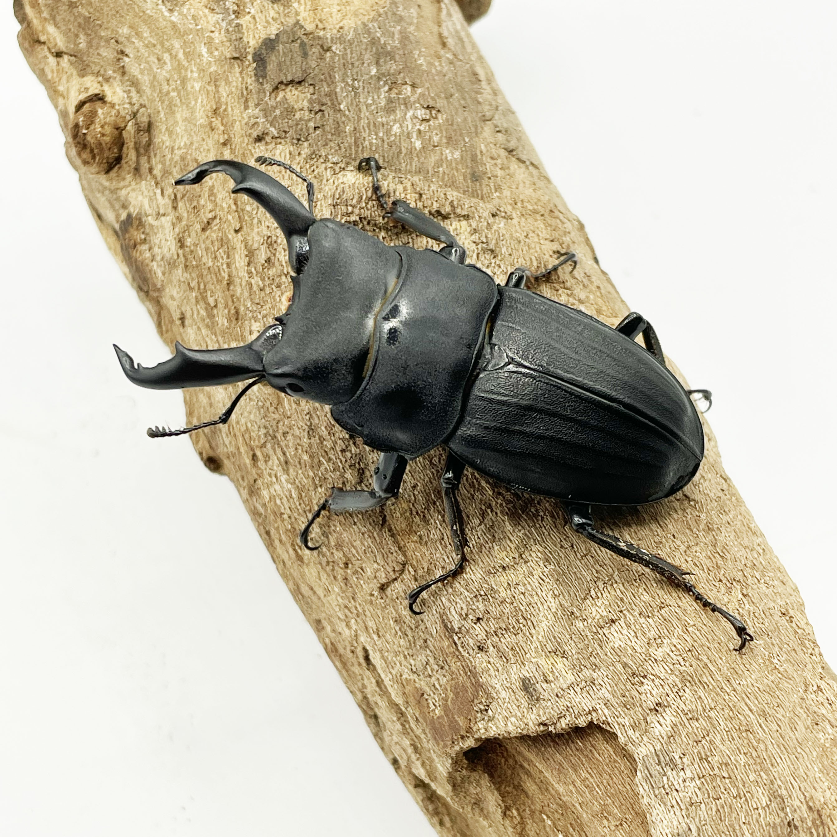 国産クワガタ・カブトムシ | Insect Mangrove - インセクトマングローブ