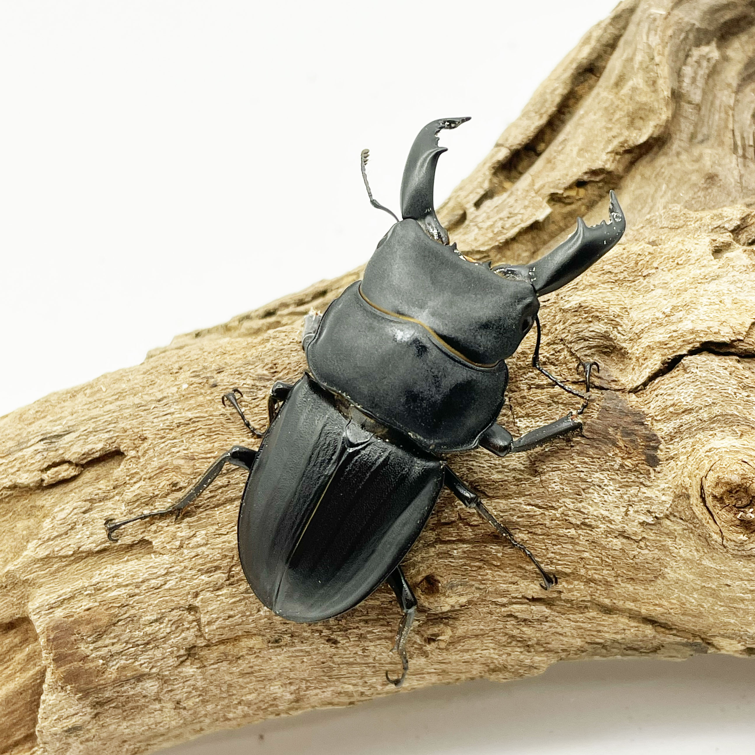 離島種 | Insect Mangrove - インセクトマングローブ