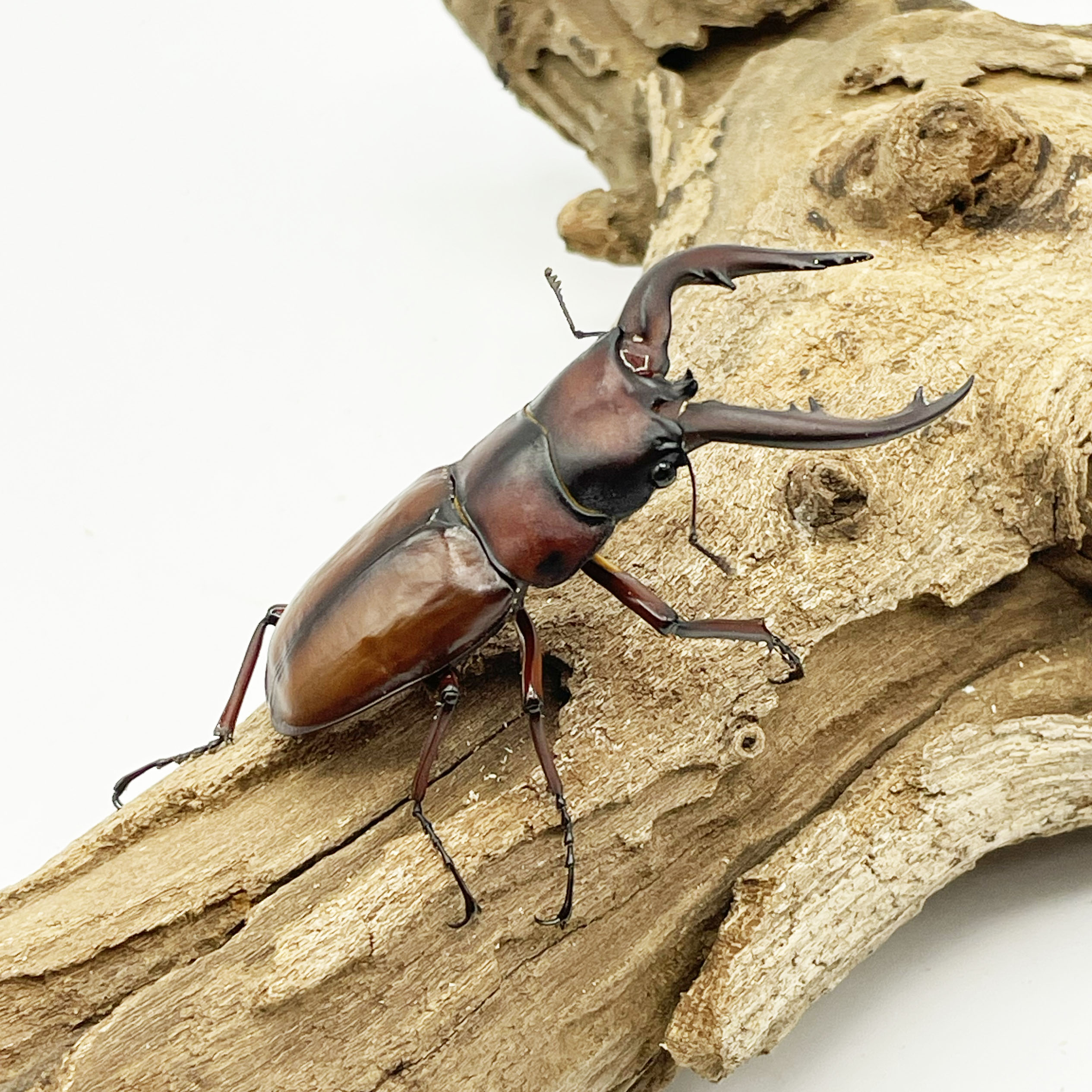 離島種 | Insect Mangrove - インセクトマングローブ