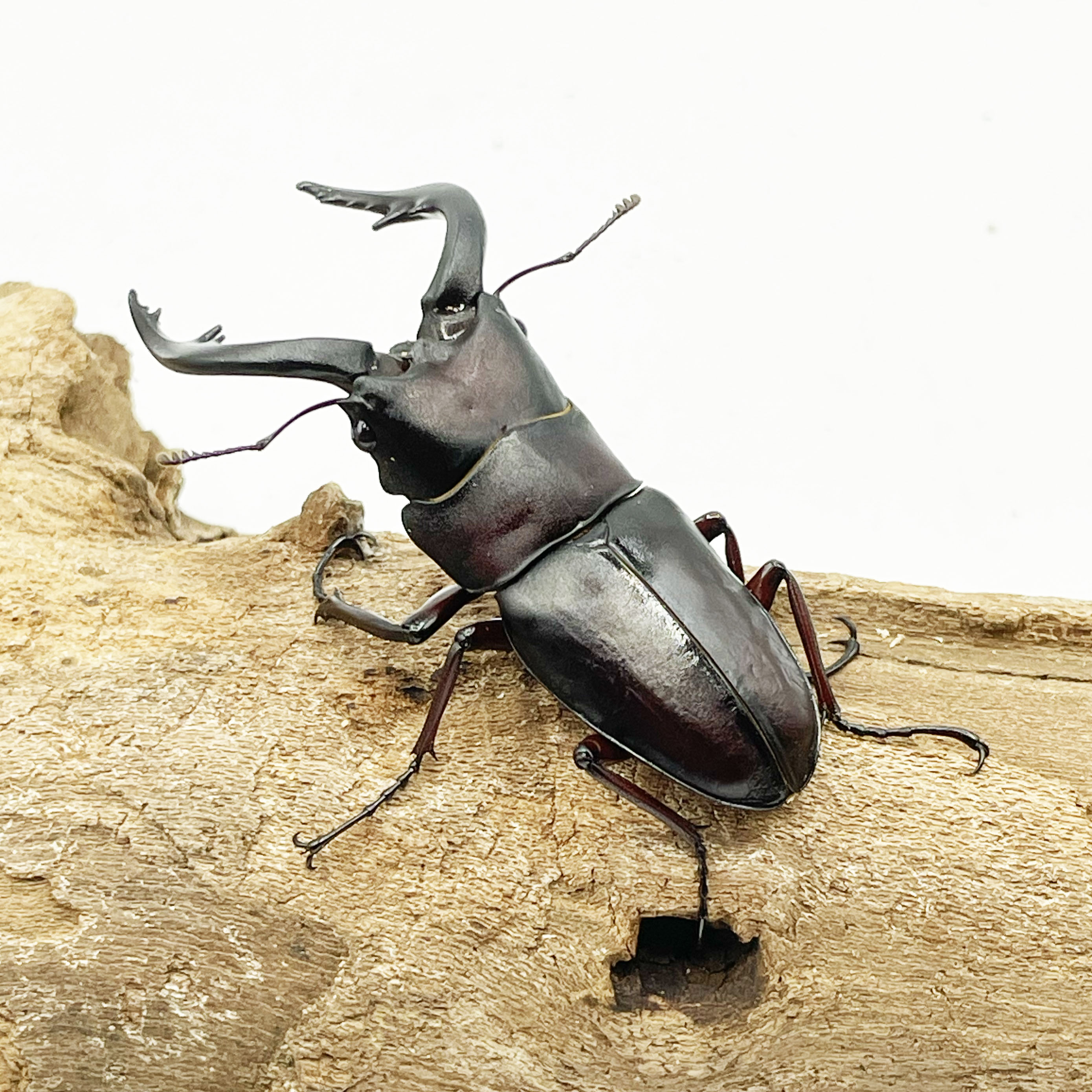 離島種 | Insect Mangrove - インセクトマングローブ