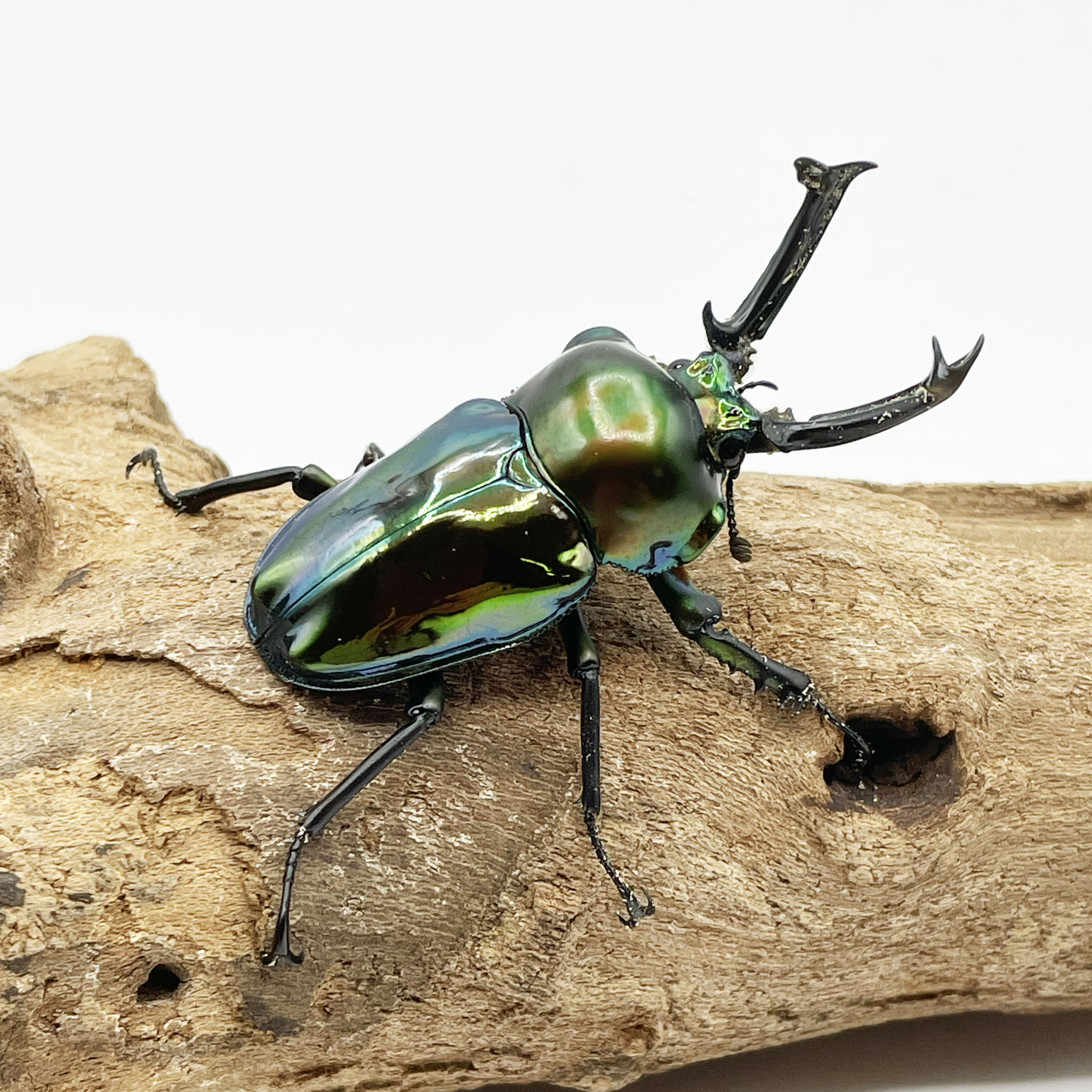 Insect Mangrove – インセクトマングローブ | 信頼できる昆虫ショップ
