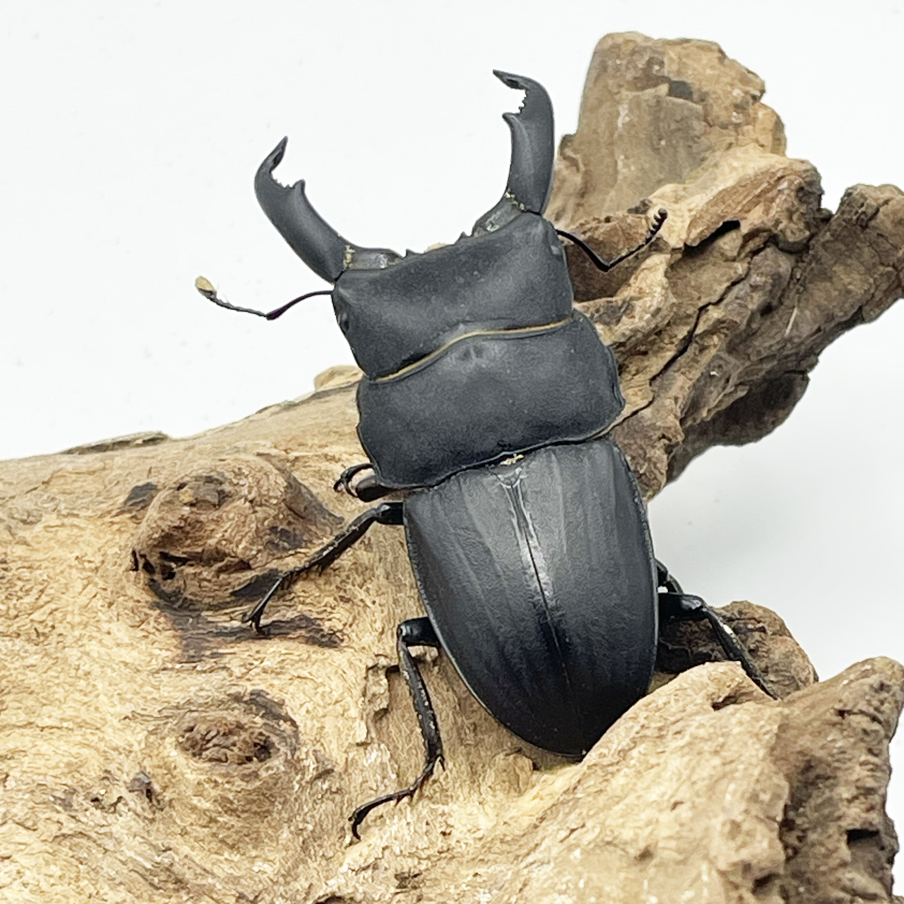 大型スジブトヒラタ